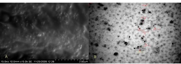 Fig. 3. FTIR spectrum of the silver nanoparticles synthesised by the endophytic bacteria Bacillus cereus.