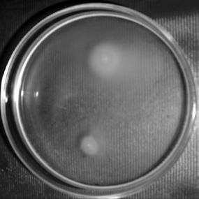 Fig. 2 : Comparison of flrA expression among luxS mutant strain of Vibrio cholerae MO10 lac -& wild type Transcription level of flrA was observed by Î?"galactosidase assay using flrA promoter-lacZ fusion transcriptional reporter construct
