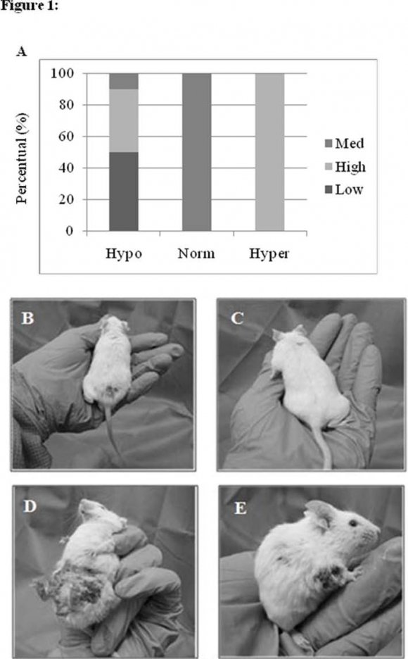 Figure 3 : D. repens microfilaria in a dog, modified Knott's method (400x objectives)