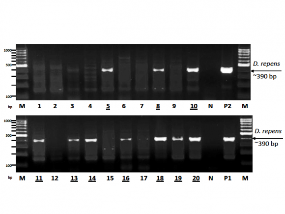 Figure 4 : The DNA products amplified with the specific D. repens primers show ten positive samples (underlined numbers) Legend: M: molecular marker 100-1000 bp; bp: base pairs; D. repens: Dirofilaria repens; N: negative controls; P1, P2: positive controls.