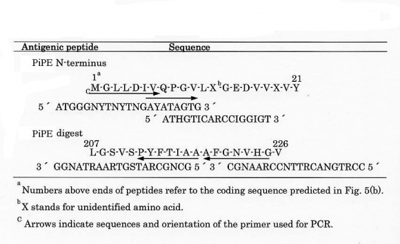 Figure 6 : Purification and immunodetection of the His-tagged PiPE protein