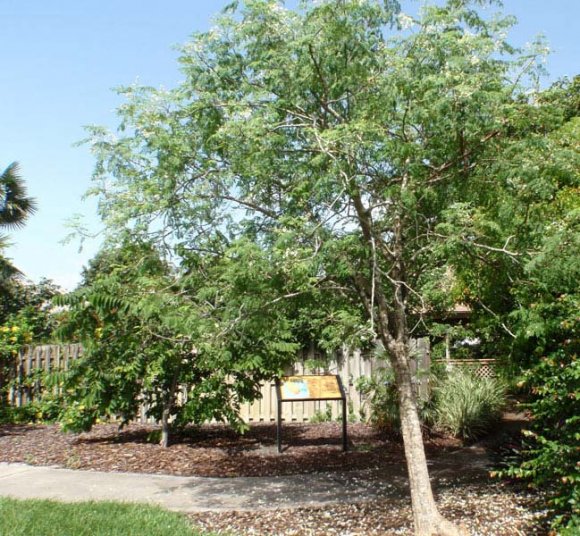 Figure 5 a : Moringa's Twigs with Leaves