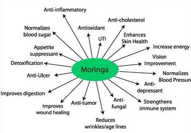 Figure 13 : Moringa's seeds deturbitifies water