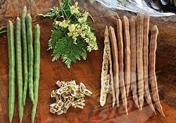 Figure 14 : Moringa's flowers, seeds (fresh & crushed)