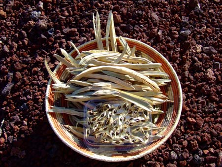 Figure 15 a : Moringa's seeds