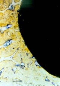 Figure 5 : Model evaluation of shape and strength of wings (2003)