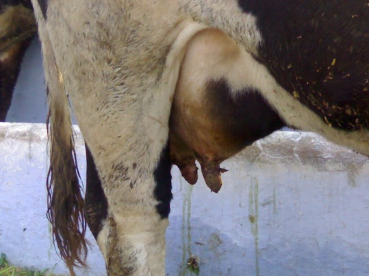 Figure 2 : Vesicular lesion on teats