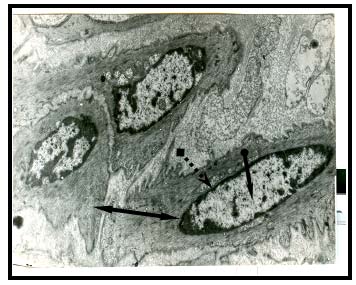 Journals Inc. (US) Heterochromatin: The Visible with Many Invisible Effects