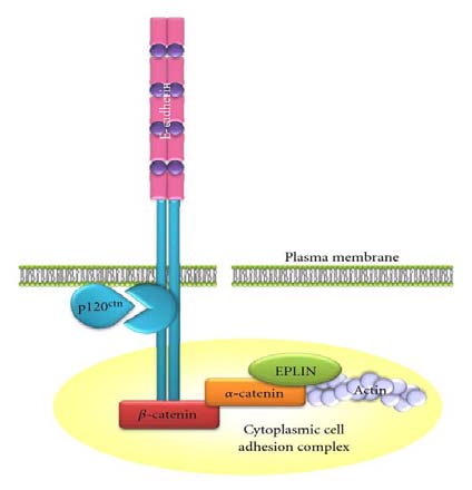 Figure1: Cell adhesion Complex. E-cadherin is stabilised at the cell surface by its link to the actin cytoskeleton via ?-catenin, ?-catenin, and, possibly, Epithelial Protein Lost in Neoplasm (EPLIN).[7] 