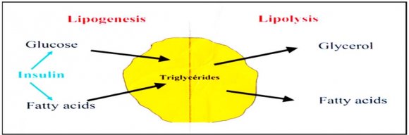 Fig. (2) : Adipocyte tissueHigh fat masses especially abdominal obesity is associated with an accelerated atherosclerosis, atherogenic blood triglycerides and other compartments of lipid profile, elevated platelet counts in females with chronic inflammation and increased rates of cardiovascular death[6,7].