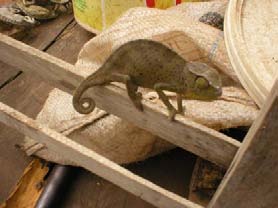 Trade in Non-Mammalian Wild Animals for Traditional African Medicine in Ogun State, Nigeria