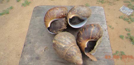 Fig. 2 : (i) Vulture (whole, preserved). (ii) Chameleon (Live) (iii) African giant snails