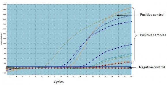 Forward Primer: 5'-ACTGGGTTTTACAAA CCT GTGA-3' Reverse Primer: 5'-GCG AGT CCT GCCACGGA-3' 3DVolume XVI Issue II Version I 5'-FAM-TCC TTT GCA CGC CGT GGG AC-TAMRA-3'). This probe labeled with 6-(FAM) at the 5' end and the quencher tetramethylrhodamine (TAMRA) at the 3'end in Real-time RT-PCR reaction detects the 3D pol gene sequence in all the FMDV serotypes.The rRT-PCR reaction was based on one-step procedure combined with reverse transcription and Real-time assay. Therefore Real-time assay was carried out by Superscript III/Platinum Taq one-step rRT-PCR kit (Invitrogen). The composition of the 25 µl reaction/ Master Mix for the One-Step rRT-PCR included the following: 12.5 µl 2x-reaction buffer, 2.0 µl (10 pmol/µl) of each of the forward and reverse primer,1.5 µl (1.5 µl) of the probe, 5.0 µl extracted RNA, 0.5 µl Superscript 111 RT/Platinum Taq mix, 1.5 µl of molecular grade H 2 O. The amplification was done at the following temperature cycle: Reverse transcription (one cycle), 48 o C for 30 minutes, the initial denaturing (one cycle), 95 o C for 10 minutes; then 40 cycles consisting of 95 o C for 15 seconds and 60 o C for 1 minute and 72 o C for 30 seconds. Negative and positive controls were included in each run. PCR amplification was carried out in the thermal cycler Rotor-Gene Q (Qiagen, German)