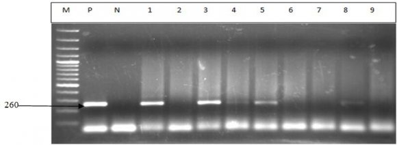 coated mAb. The Prio CHECK ® FMDV