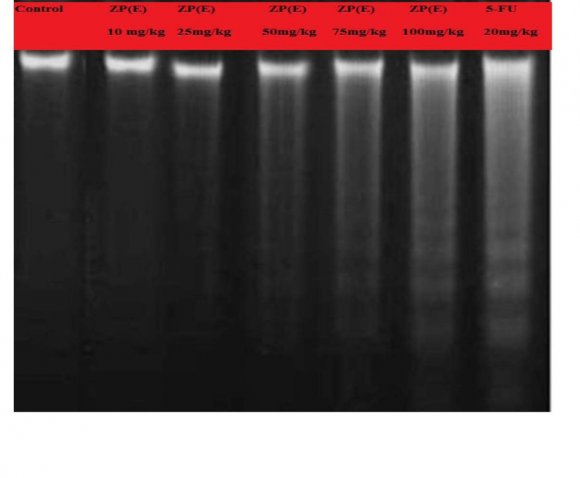 to cytosol. Cytochrome-c together with Apaf-1 can activate caspase-9 following the activation of caspase-3 that finally leads to apoptosis (Nijhawan et al., 1997). The proteolytic (caspases) enzymes mediate the cleavage of DNA into fragments (Seraste and Pulkki 2000; Denault and Salvesen 2002; Kasibhatla and Tseng 2003).