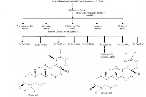 Aralia racemosa L. and its Triterpenoid and Steroid Compounds against Paracetamol -Induced Liver Injury in Albino Wistar Rat