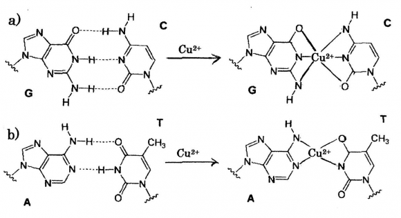 Bacterial growth(visible turbidity),(-); No visible bacterial growth 1.autophagy 7 , metal-compounds 10 , etc., but by cu 2+ ion Solutions for bacteriostatic and bactericide actions in bacterial concentration, MIC= 50 mg/L above was obtained for Volume XVII Issue VI Version I In the cancer and tumor cells, the killing modes are elucidated, it must be clear in this study that the inhibitions of progression and development, invasion, and metastasis of tumor cell may occur by Cu 2+ induced autophagy fusion proteins in cancer and tumor cells.III.