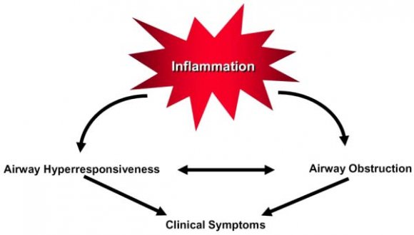 effective in asthma treatment (Castro-Rodriguez et al., 2000; Busse and Lemanske, 2001; Holgate et al., 2005).These clinical observations further support the importance of IgE to asthma.