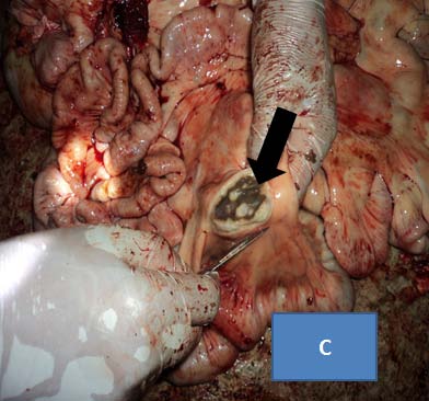 Figure 4 : Electrophoretic separation of PCR products by RD4 deletion typing of 8 mycobacteria isolates from tissue sampled culture. 12-Ladder (100bp), 11-Mycobacterium tuberculosis control, 10-Distilled water negative control, 9-Mycobacterium bovis control and 1 to 8 are samples from tissue culture positives.