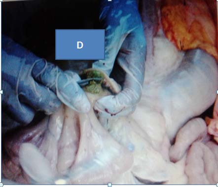 Figure 5 : Spoligotype patterns of mycobacterial isolates recovered from sputum of human patient and tuberculosis lesions in cattle (1 to 12). The filled boxes (blacks) represent the presence of spacers, and the empty boxes represent the absence of spacers.