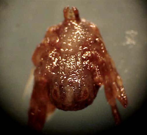 Fig. 1: Photomicrograph of Rhipicephalus microplus parasitized by Steinernema carpocapsae