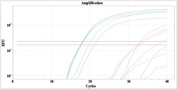Figure 1 : Real time PCR Horse DNA amplification samples ?ekil 1 : Real time PCR at DNA's?na ait ampflikasyon örne?i