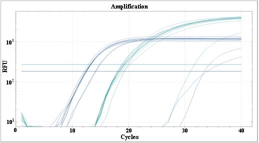 Figure 2 : Real time PCR Sheep DNA amplification samples ?ekil 2 : Real time PCR koyun DNA's?na ait ampflikasyon örne?i
