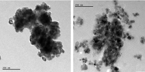 G, del Peso A, Zurita JL 2008. Neutral red uptake assay for the estimation of cell viability/ cytotoxicity. Nature Protocols 3: 1125-1131. 30. Siddiqui M, Alhadlaq HA, Ahmad J, et al. 2013. Copper oxide nanoparticles induced mitochondria mediated apoptosis in human hepatocarcinoma cells. PloS One 8(8): e69534. 31. Speit G, Hartmann A. 1999. The comet assay (single-cell gel test): A sensitive genotoxicity test for the detection of DNA damage and repair. DNA Repair Protocols 113: 203-212. 32. Sun J, Wang S, Zhao D, et al. 2011. Cytotoxicity, permeability, and inflammation of metal oxide nanoparticles in human cardiac microvascular endothelial cells. Cell Biol. Toxicol. 27(5): 333-342. 33. Valdiglesias V, Costa C, Sharma V, et al. 2013.