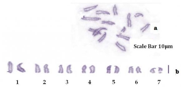 Figure 1 : (a)Chromosome preparation of Diplozoon kashmirensis (b) Ideogram constructed from mitotic cells of Diplozoon kashmirensis stained with Giemsa(a= acrocentric)