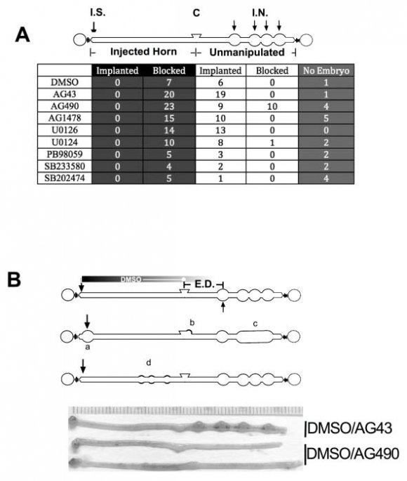 Figure 1 : Effects of various solvents on implantation nodules. A. Summary the change of ovarian hormones and LIF message RNA during early pregnancy. Shaded area marked naditory estrogen. Injection protocol of chemicals with day (white) and night (black) indicated (based on reference 3 & 5). B. Diagram and table show both horns (injected horn and unmanipulated side (Shade) with different solvents. Number in unmanipulated horns shown pregnant mouse (Shade area) that are the sum of implanted and blocked (Non-shade area). *Smaller implantation nodules found in the injected horn than in the unmanipulated horn of the same animal. I.S.: Injection site; O: Ovary; Od: Oviduct; C:Cervix, I.N.: Implantation Nodule. P.C.: post coitusIn order to distinguish the DMSO effect from the chemicals' blocking effect, the assumption was relied upon that DMSO effects are very local, affecting only the injected horn. Also, DMSO inhibition is very reproducible. From all the animals (86) injected with DMSO with or without inhibitors, there were only 8 DMSO-treated mice having implantation nodules in the injected horns, which coincided with the DMSO solution leaking during the injections. When DMSO was diluted with PBS, the blocking effect became inconsistent. In addition, most of the chemical inhibitors used are soluble in DMSO. Furthermore, compared the IC 50