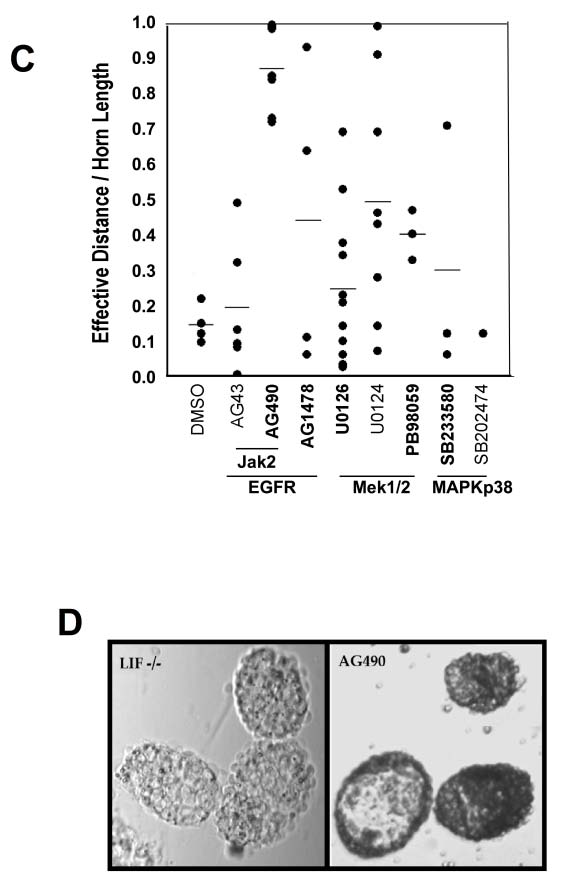 Figure 2 : Effects of chemical inhibitors in blocking of implantation. A. Diagram and table show both horns (injected home (Shade) and unmanipulated side with different chemicals. Number indicated all mouse, pregnant or non-
