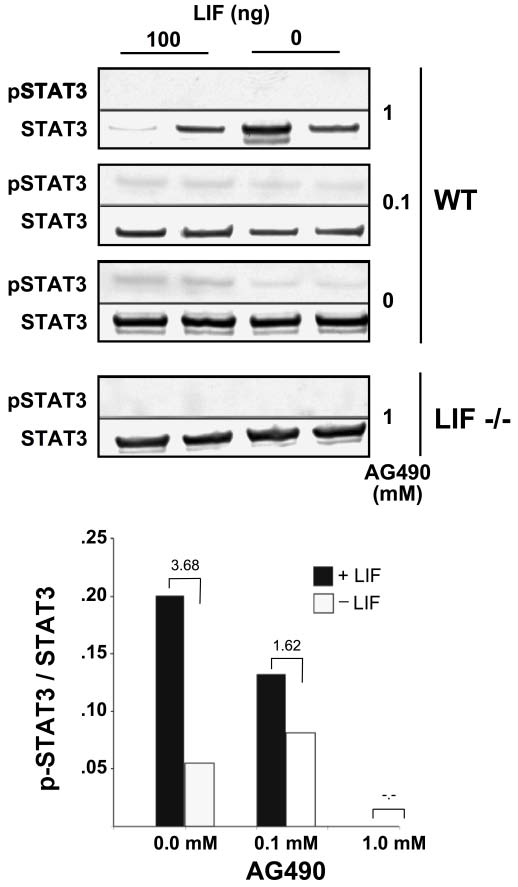 Figure 3 : AG490 can effectively block LIF induction of STAT3 tyrosine phosphorylation in vitro. The ratio of p-STAT3 / STAT3 was used to calculate the fold of