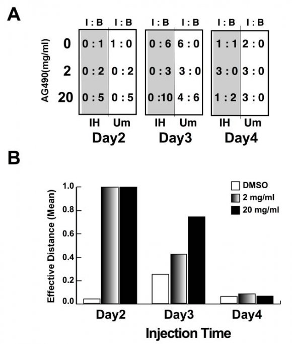 Chemical Inhibition of JAK2 Mimics Genetic Ablation of Uterine Function of Leukemia Inhibitory Factor