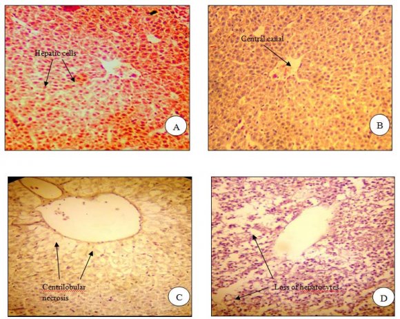 Fig.1: (A) Liver of normal control fish. (Magnification X100) (B) Liver of normal control fish showing the central canal. (Magnification X100) (C) 1.42 ppm (1/10 th of LC 50 ) Chlorpyrifos treated Liver. (Magnification X400) (D) 0.28 ppm (1/50 th of LC 50 ) Chlorpyrifos treated Liver. (Magnification X100)