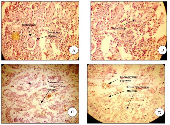 Fig. 2: (A) Kidney of normal control fish. (Magnification X100) (B) Kidney of normal control fish showing the renal tubules. (Magnification X100) (C) 1.42 ppm (1/10 th of LC 50 ) Chlorpyrifos treated Kidney. (Magnification X100) (D) 0.28 ppm (1/50 th of LC 50 ) Chlorpyrifos treated Kidney. (Magnification X100)