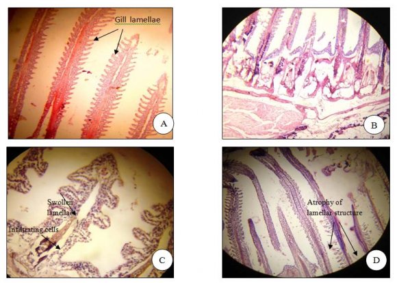 Fig. 4: (A) Intestine of normal control fish. (Magnification X100) (B) Intestine of normal control fish showing the lymphoid aggregation. (Magnification X100) (C) 1.42 ppm (1/10 th of LC 50 ) Chlorpyrifos treated Intestine. (Magnification X100) (D) 0.28 ppm (1/50 th of LC 50 ) Chlorpyrifos treated Intestine. (Magnification X100)