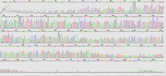 Figure 5: Chromosomal DNA electrophoresis showing bands on 2 % agarose gel at 70 volt/ cm2 for 1 hour. Lane (1) -C,Lane 2 C , Lane 3 C, Lane 4¬¬C, Lane 5 C, Lane 6 C, Lane 7 C, Lane 8 C, Lane 9 C, Lane 10 C , Lane 11T, Lane 12 T, Lane 13 T. Gel was stained with Ethidium bromide staining and using loading dye. *C for carriers; T for control