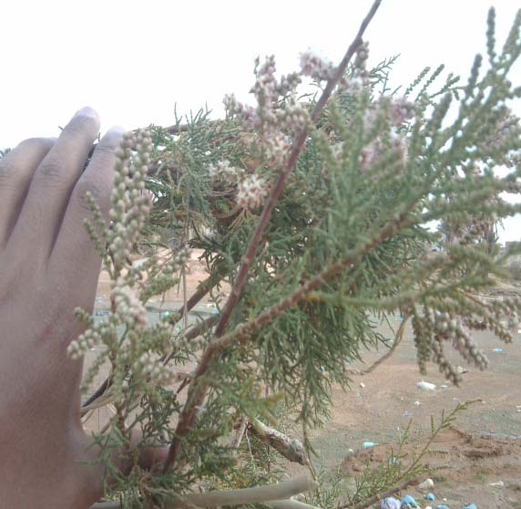 [2]. For our part, we have chosen to study the Saharan species Tamarisk gallica is part of the family Tamaricaceae, account approximately 50 to 60 species of shrubs to flower in the Tamaricaceae family.