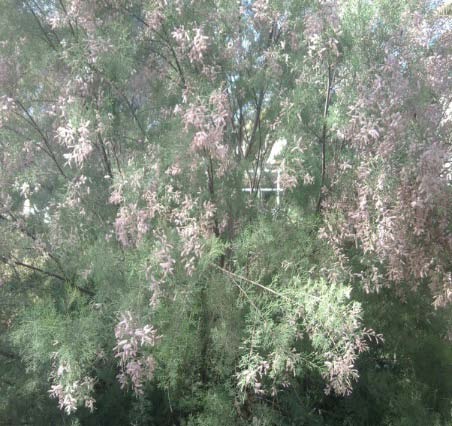 Fig. 1: Tamarisk gallica flowers (side of the Valley of Bechar (south west of Algeria), which located near the district of Djenain Difallah).