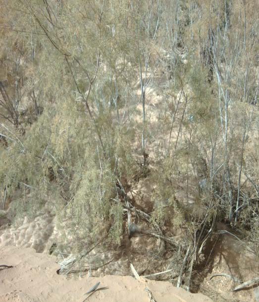 Fig. 3: The morphology of leaves and roots of Tamarisk gallica shrub of the west south of Algeria.