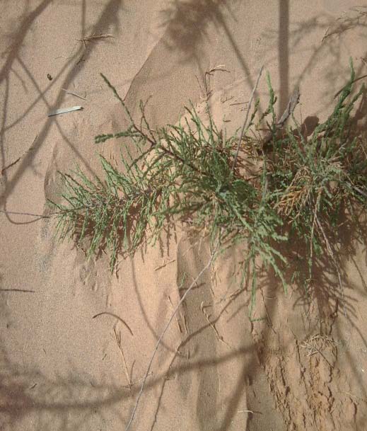 Fig. 4: The geometrical sites of the existence of Tamarisk gallica especially in the north Sahara of Africa.