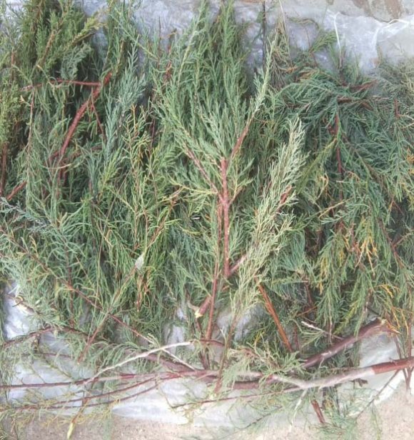 Fig. 5: Morphology of the species Tamarisk gallica.