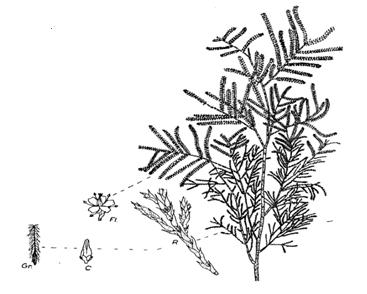 Fig. 7: Leaves and rods grinded of the species Tamarisk gallica.