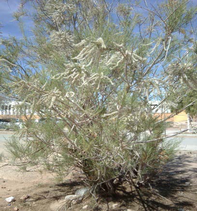 Phytochemical and Ethnobotanical Study about Tamarisk Gallica in a North Africa South-West of Algeria i. 1.1.1 st Test: detection of flavonoids: ? 10 ml of the filtrate is adjusted to pH (9 to 10) with ammonium hydroxide (smoked). The control of pH has been achieved with the indicator paper pH, which turns dark blue. ? The presence of flavonoids is indicated by the appearance of the color yellow.