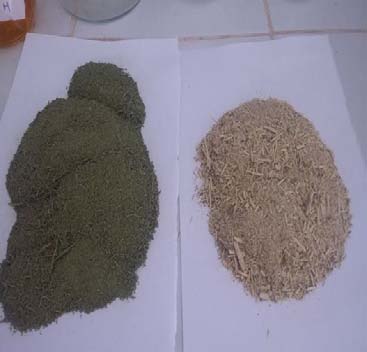 Fig.10: Detection of free flavonoids by the appearance of yellow color. b) Highlighting of steroids and unsaturated sterols ? The filtrate of the macerate obtained, after 48 h from 3 g of plant material and 20 ml of And ethanol (70 %) is evaporated to sec. ? The residue obtained is dissolved in 15 ml of chloroform. ? The filtrate (the chloroform phase) is subsequently divided into two fractions. ? Has the 1 st fraction, it is added up gently on the walls of the tube, an equal volume of sulfuric acid.