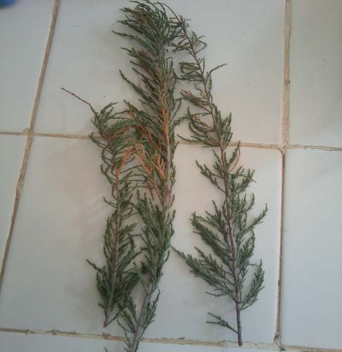 Fig.12: The blue-black precipitate which detects the presence of tannins. f) Highlighting of the sterols and unsaturated terpenes ? 3g of vegetable matter in the presence of 20 ml of chloroform is heated for 30 min at 40°C. The extract is filtered after cooling to ambient temperature. ? The filtrate taken in a test tube is added slowly to the wall of the tube 1 ml of sulfuric acid.