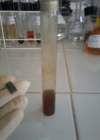 Fig. 13: The red precipitate which detects the presence of catechic tannins.