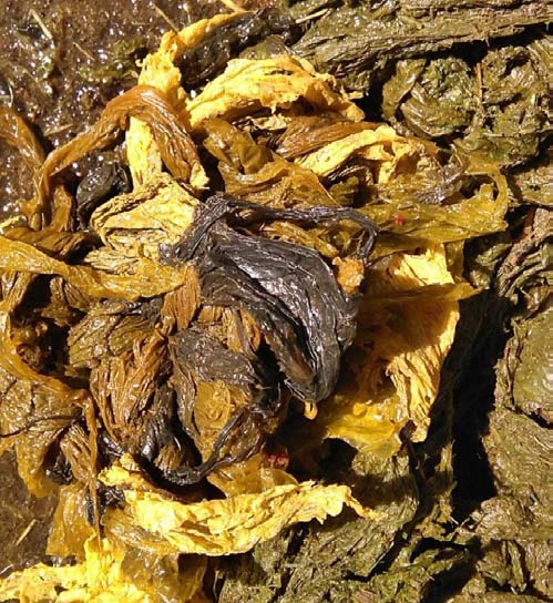 Figure 1: Map of the study area