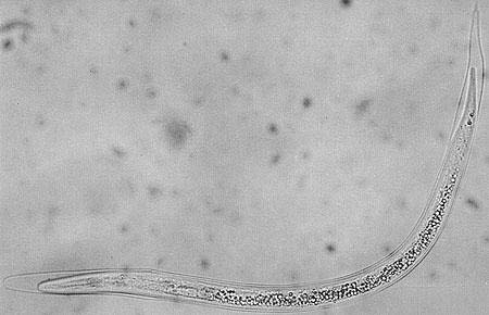 Relationship between the Distal Phalanx Angle and Radiographic Changes in the Navicular BoneofHorses: A Radiological Study preparation as describe by Buttler et al(2000).Radiographic views selected to evaluate horses`feet were based on previous studies performed in different breeds (Dyson et al 2011; Dyson 2011 b ; Thieme et al 2015; Wright 1993