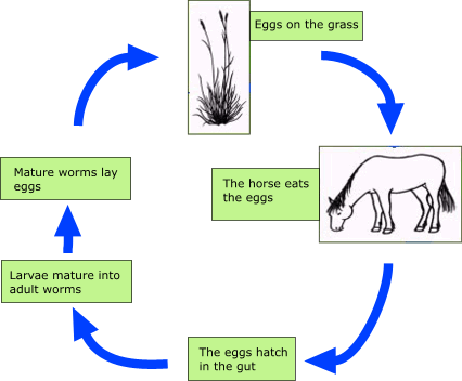 ; Vergara 2012), hence the larger palmar angle in Chilean horses is mostly due to the hoof conformation and its relation with the inner structures of the hoof capsule (Dyson et al 2011). When the radiographic navicular score was obtained, Chilean horses showed a lower mean score than Warmblood horses used in this study. The above situation was suspected according to the hoof and palmar angle obtained, where larger palmar angle has been associated with a smaller probability to present navicular bone or DDFT lesions (Holroyd et al 2013). This situation is most likely related to the forces exerted by the DDFT to the navicular bone (Wilson et al 2001, Eliasharet al 2004, Weaver et al 2009).
